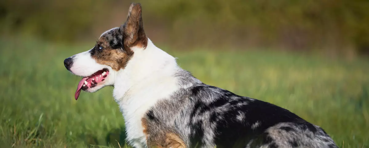 Welsh corgi cardigan