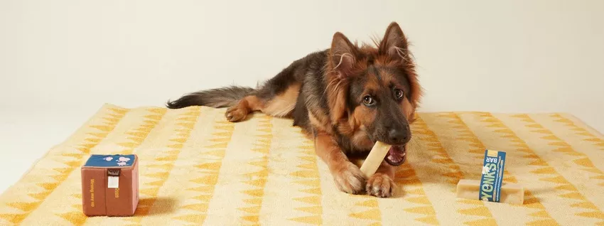 German Shepherd eating Butternut Box yonks bar