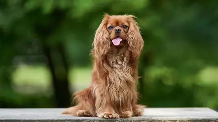 Cavalier King Charles Spaniel