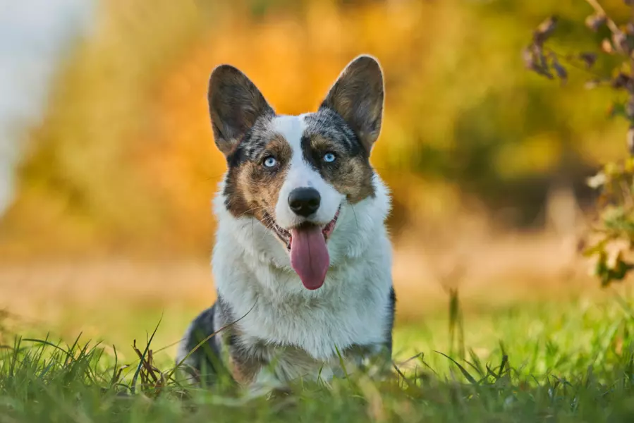 Welsh corgi cardigan