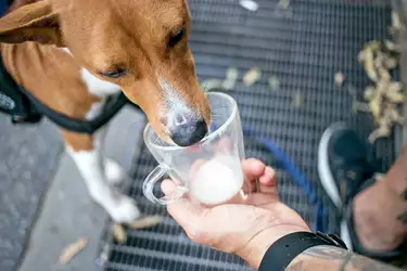 Mag Een Hond Melk