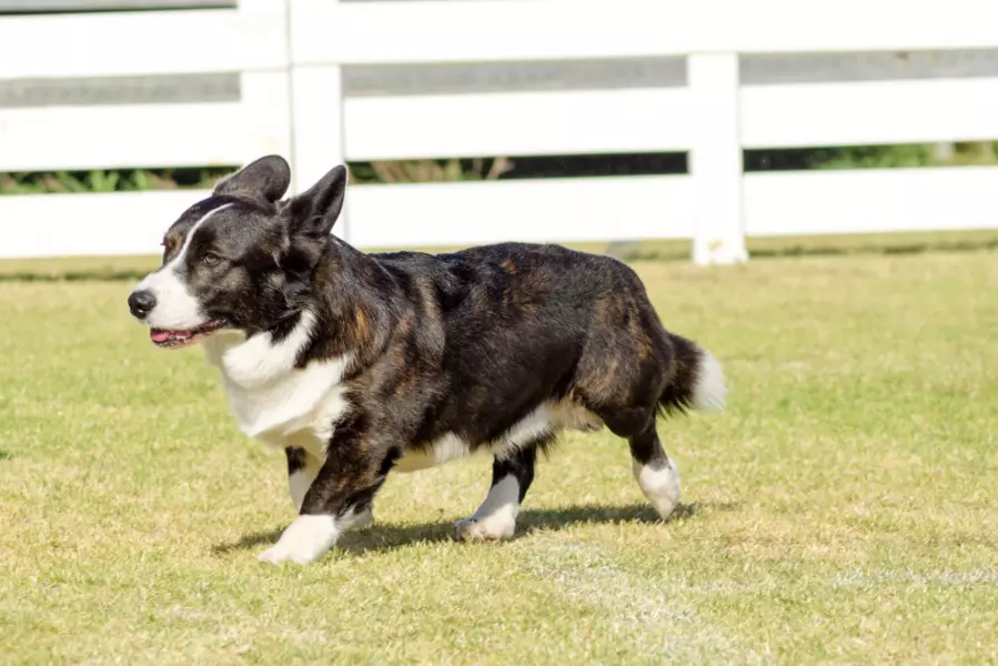 Welsh corgi cardigan