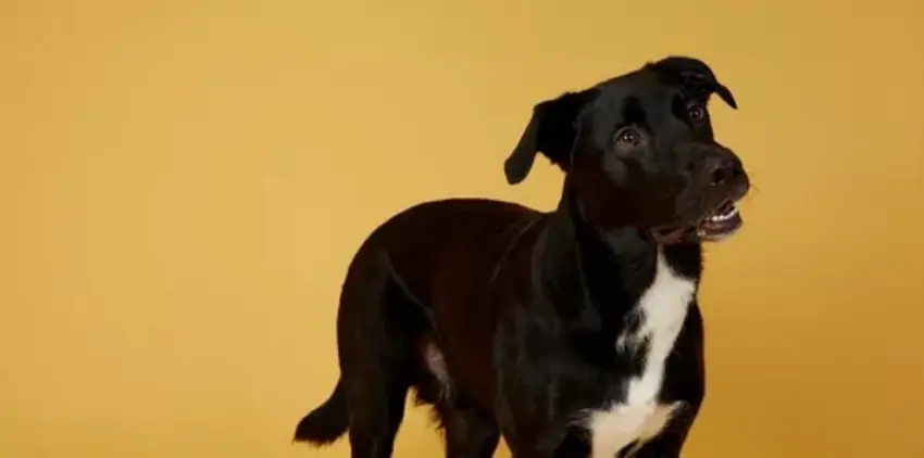 Schwarzer Labrador-Mischling mit weißer Brust und aufmerksam geneigtem Kopf vor gelbem Hintergrund
