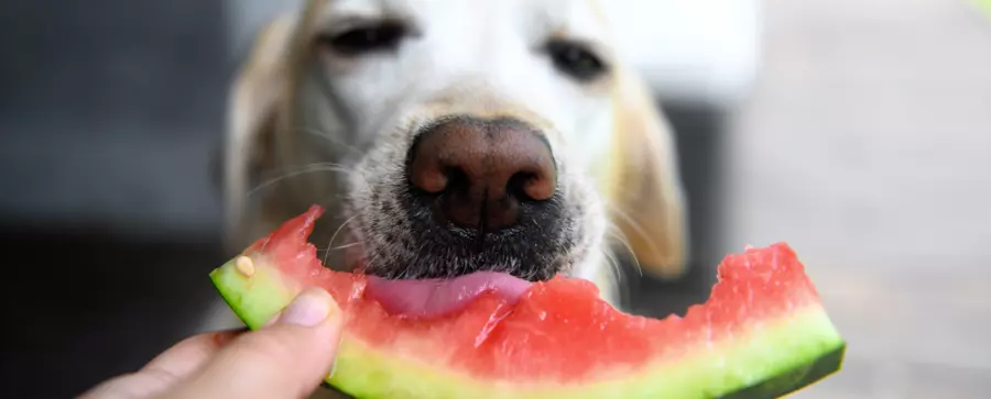 Pies w typie rasy golden retriever zjadający kawałek arbuza z dłoni człowieka