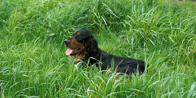 Dog lying in long grass