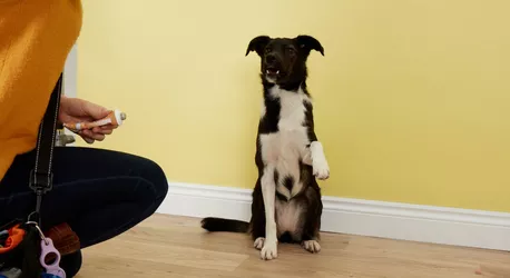 Stella the dog giving paw