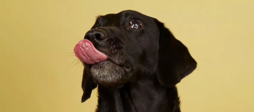 Poppy the Labrador eating Butternut Box