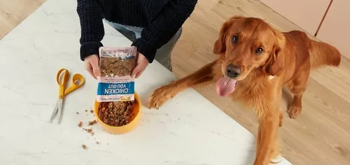 Dog patiently awaiting his Butternut Box