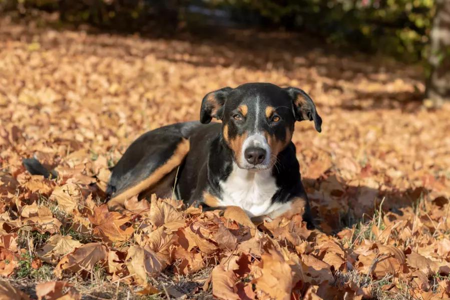 Appenzeller Sennenhund