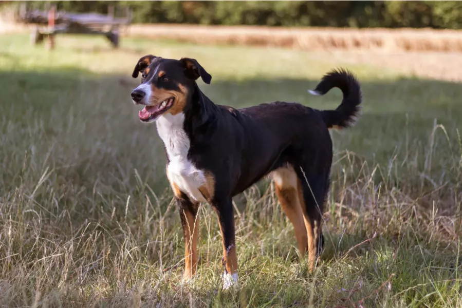 Appenzeller Sennenhund