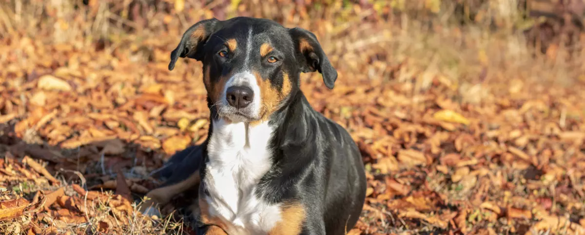 Appenzeller Sennenhund