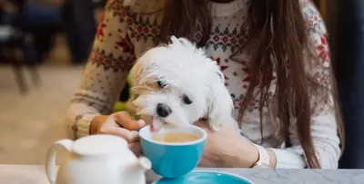 Dog at cafe drinking coffee
