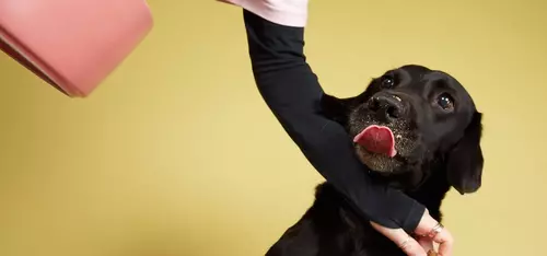 Black Labrador being greedy