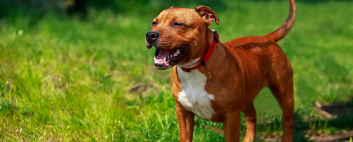 Staffordshire Bull Terrier