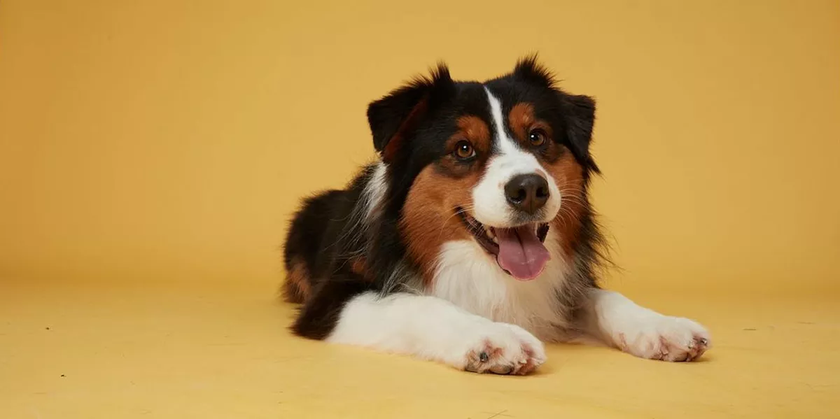 Maple the dog looking happy