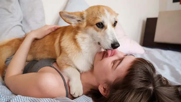 Pes plemene corgi líže ženu po obličeji.