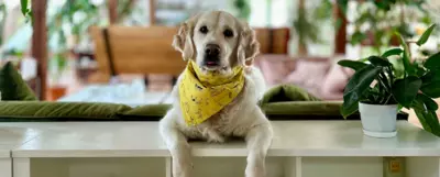 Pies rasy golden retriever z żółtą bandaną z nadrukiem w pieski i logo PsiBufet zawiązaną wokół szyi.