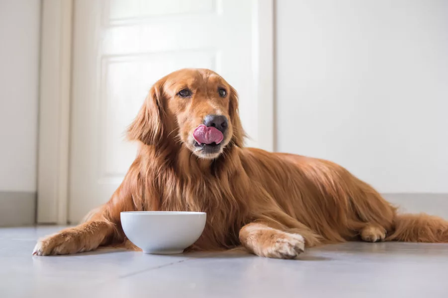 Mag Een Hond Yoghurt