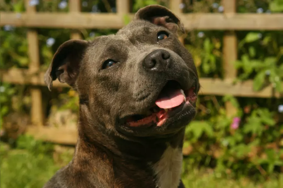 Staffordshire Bull Terrier