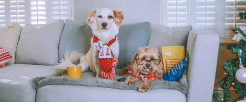 New Years Resolutions for Dogs