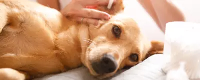 czyszczenie uszu psa