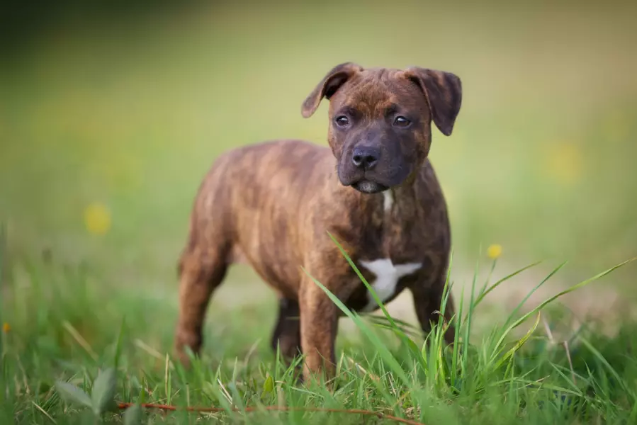 Staffordshire Bull Terrier