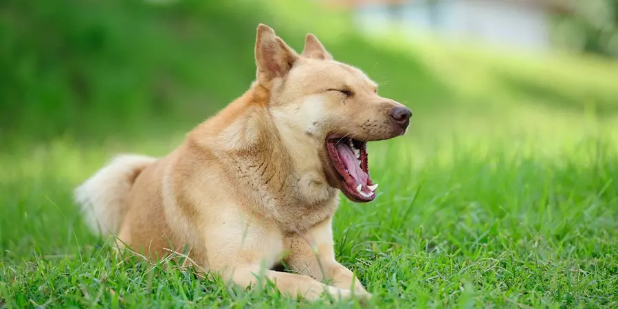 Dog yawning