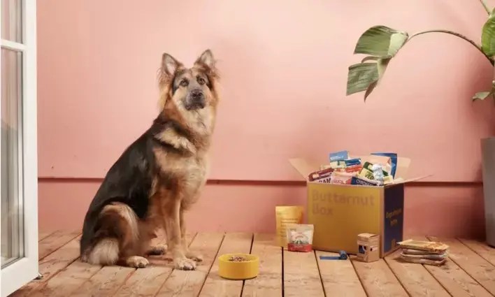Deutscher Schäferhund sitzt neben einer Butternut Box mit Futter und Spielzeug.