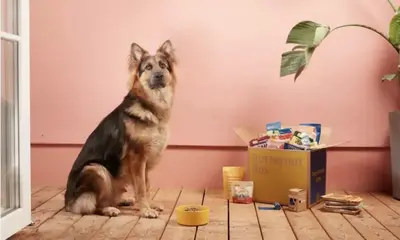 Deutscher Schäferhund sitzt neben einer Butternut Box mit Futter und Spielzeug.