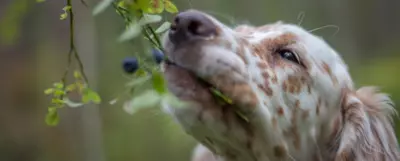 Pies zjadający borówkę z krzewu.