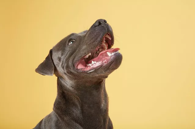 Archie the Staffy