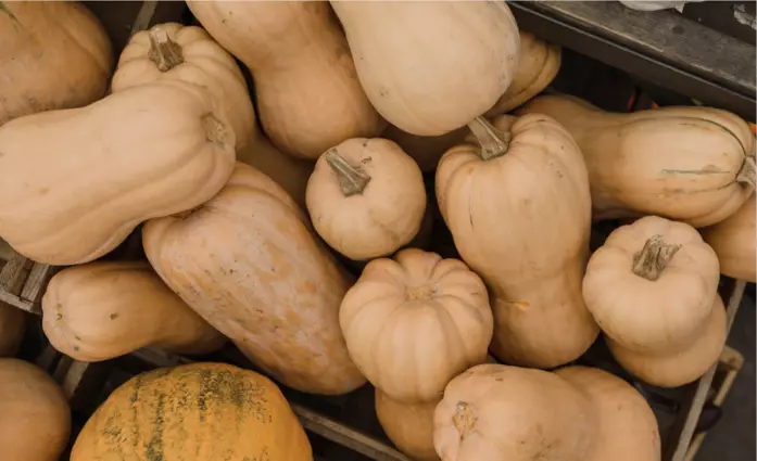 Butternut squash for dogs