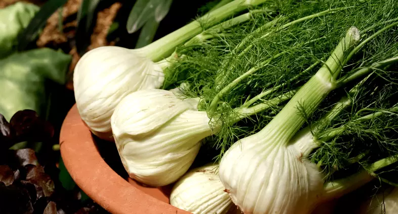 Can Dogs Eat Fennel?