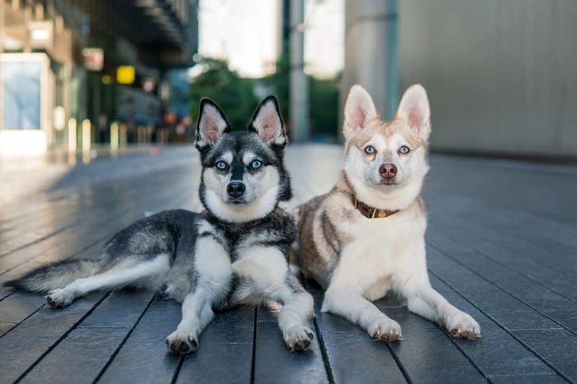 Two beautiful Alaskan Klee Kais