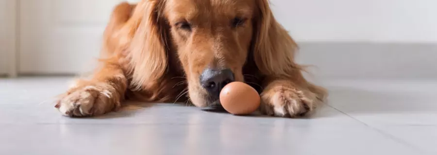 jajko dla psa