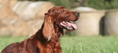Roter Irischer Setter hechelt mit offenem Maul auf einer grünen Wiese.