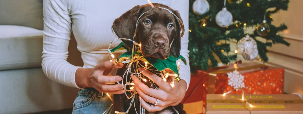 Puppy wrapped in Christmas fairy lights