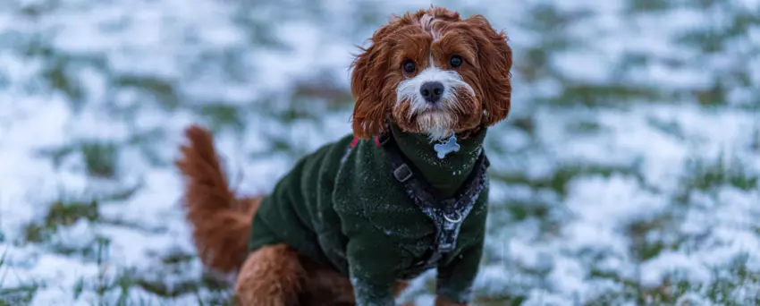 Brązowo-biały piesek w zielonym sweterku i szelkach stoi na zaśnieżonym trawniku.