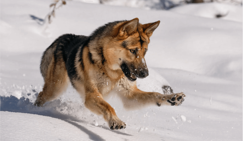 German Shepherd in the snow