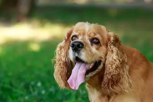 Cocker spaniel amerykański