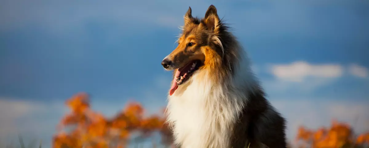 Rough Collie