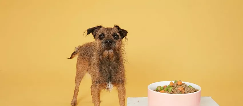 Gracie the dog and her Butternut Box food