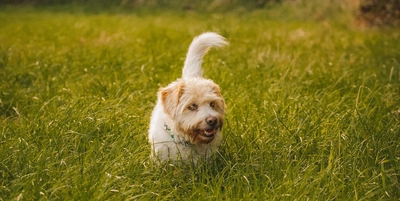 Dog playing in the grass