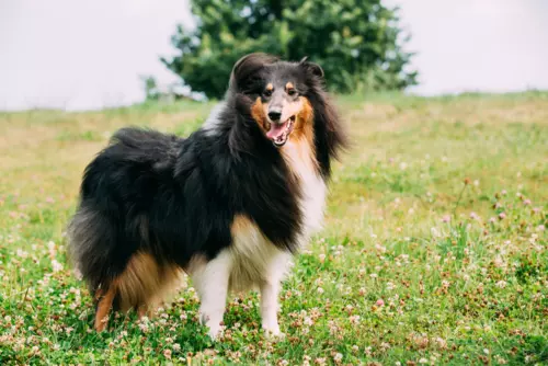 Rough Collie