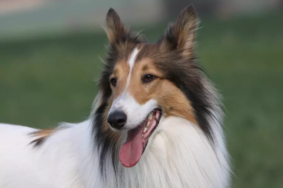 Rough Collie