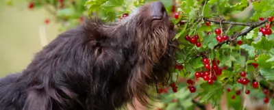 Ciemnobrązowy pies wąchający czerwone jagody na krzaku. Zbliżenie psa z krzakiem owoców w tle. Zielone liście i czerwone jagody są wyraźnie widoczne.