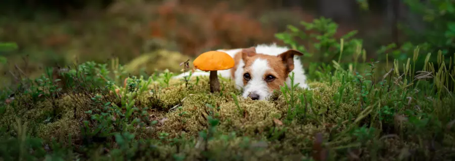 czy pies może jeść grzyby
