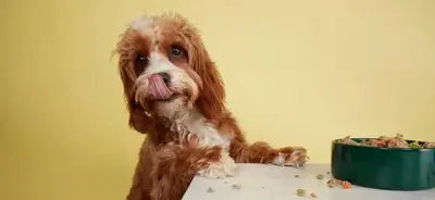 Ein kleiner, flauschiger, rot-weißer Cockapoo leckt sich die Nase, während er aufmerksam auf einen Napf mit Hundefutter blickt, vor gelbem Hintergrund.