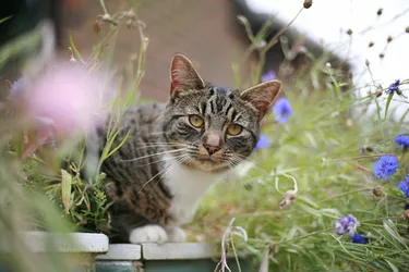 Cat at Foal Farm