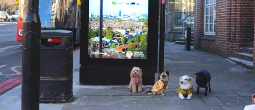 Dogs in the city